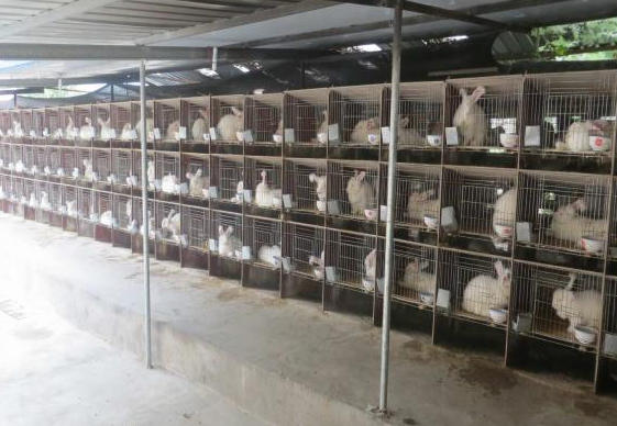 冬季兔子养殖基内、外部的防寒保暖措施