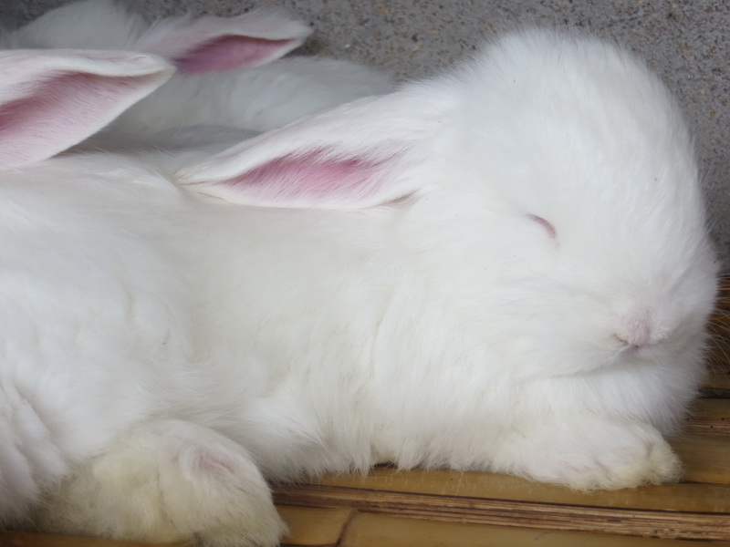 长毛兔与其他种类的兔子有什么对比？