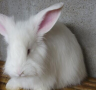 兔的长毛和短毛兔有哪些区别？